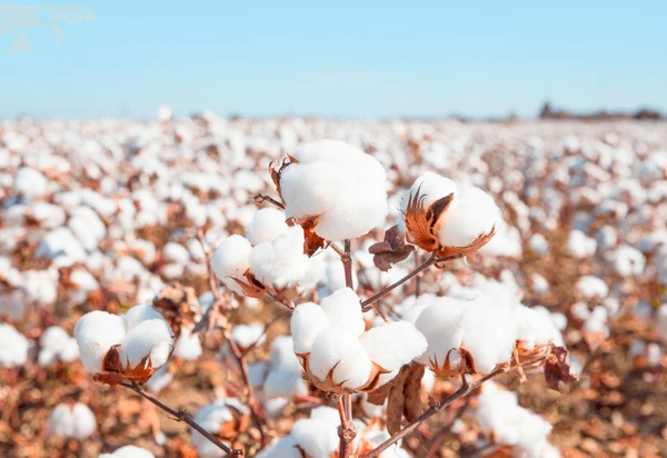 Cotton Crop Agriculture