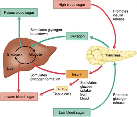 diabetes role of insulin and glucagon 1