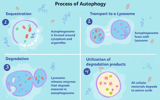 fasting and autophagy