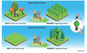 Reforestation and Afforestation