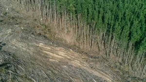 deforestation and land use change
